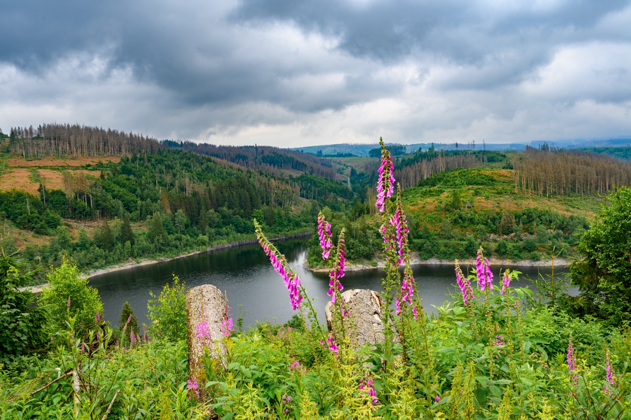 Harz 2024