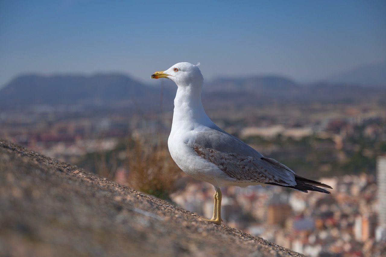 Alicante 2025